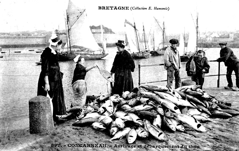 Ville de Concarneau (Bretagne) : débarquement du thon.