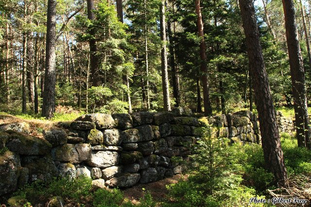 L'enceinte du mur payen du Mont Sainte Odile