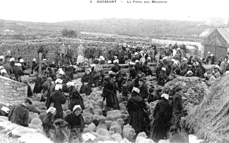 Ouessant (Bretagne) : foire aux moutons. 