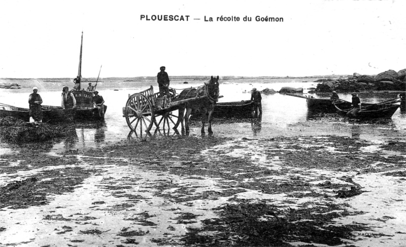 Plouescat (Bretagne) : rcolte du gomon.