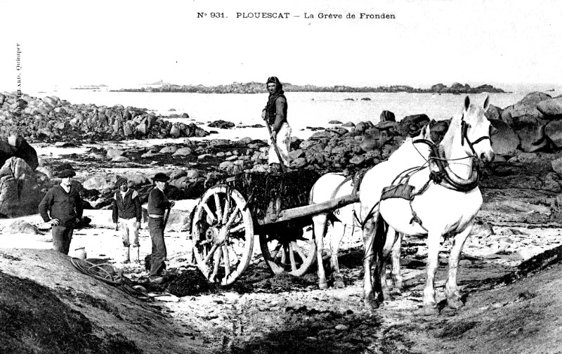 Plouescat (Bretagne) : rcolte du gomon.